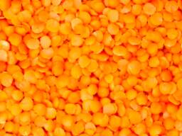 Красная чечевица (Red lentils)