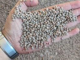 Красная чечевица | Урожай 2025 | Опт до 10 000 тонн