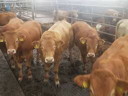 Крупный рогатый скот