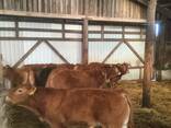 Крупный рогатый скот - фото 3
