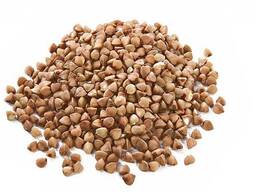 Продам крупу Гречневую оптом