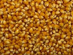 Кукуруза