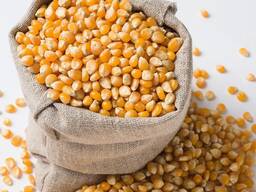 Кукуруза