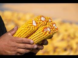Кукуруза