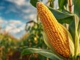 Кукуруза - фото 2