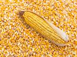 Кукуруза фуражная - фото 1