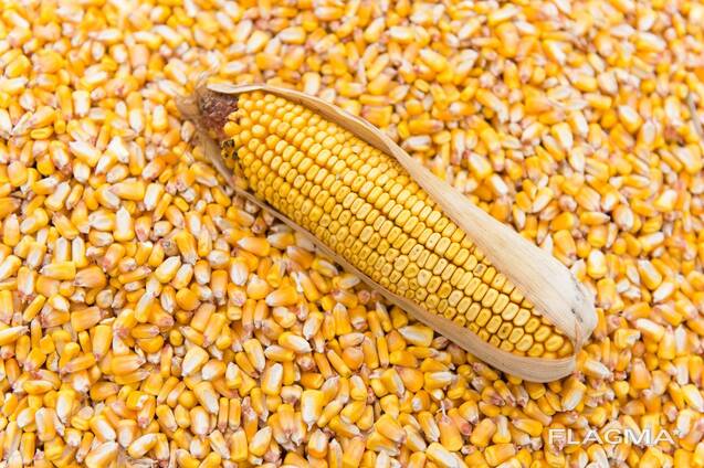 Кукуруза фуражная