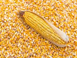 Кукуруза фуражная