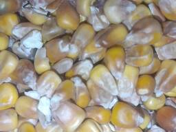 Кукуруза Фуражная