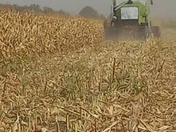 Кукуруза кормовая