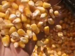 Кукуруза кормовая фасованная и навалом