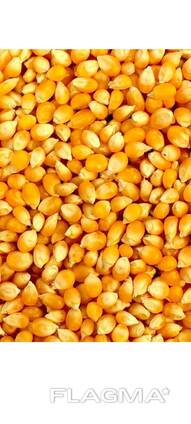 Кукуруза кормовая (фураж. ) на экспорт