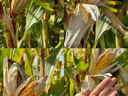 Кукуруза, овес, ячмень, сено в тюках, люцерна в Алматы