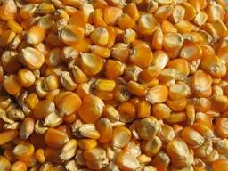 Кукуруза в зерне