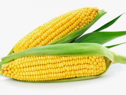 Кукурузу 1,2и 3 сорта