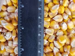 Кукурузу кормовую продам