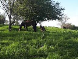 Кумыс, мясо