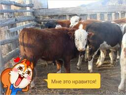 Купим белоголовых бычков