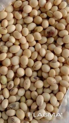 Купим Бобовые