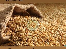 Купим лен, ячмень и сафлор!