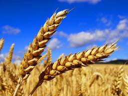Купим пшеницу на экспорт