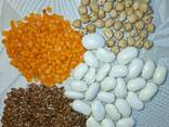 Купим зернобобовые и масличные культуры, лен, фасоль, чечевица, нут, прочие - photo 1