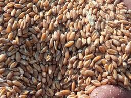 Купим товарную пшеницу
