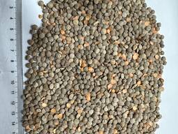 Куплю чечевицу красную