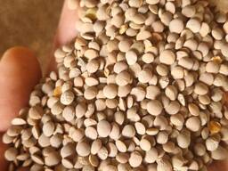 Куплю чечевицу красную