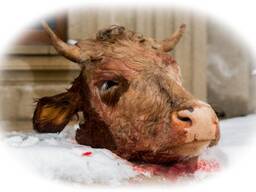 Куплю головы говяжьи