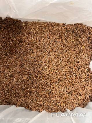 Куплю горчицу, . лен, сою, рапс, сорго, нут