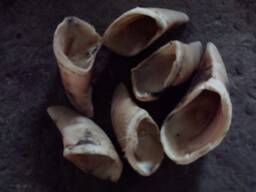 Куплю копыта и рога коров