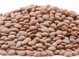 Куплю красную чечевицу