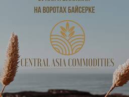 Куплю кукурузу сухую и влажную