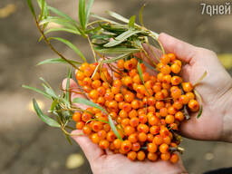 Куплю облепиху свежую