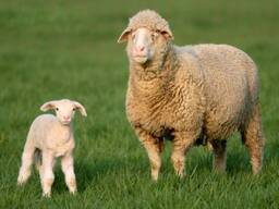 Куплю овцематки оптом