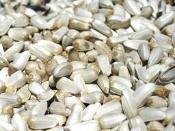 Куплю пшеницу 3.4.5 класса, ячмень, сафлор.