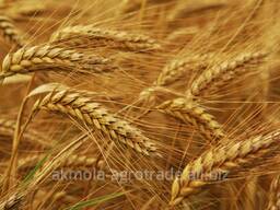 Куплю пшеницу 3-4 класса