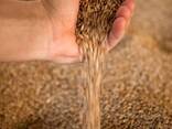 Куплю пшеницу - фото 1
