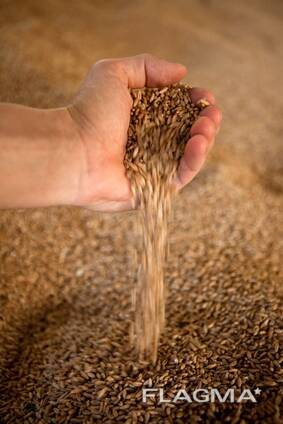 Куплю пшеницу