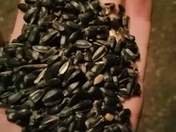 Куплю семена подсолнуха в г. Семей