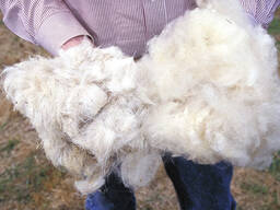 КУПЛЮ ШЕРСТЬ ОВЕЧЬЮ (ОПТОМ)