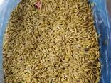Куплю ячмень и лен, зачетный, приемка в элеватор Кенесары, Акмолинский облысть. Рядом Кок - фото 2