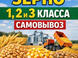 Куплю зерно 1,2 и 3 класса