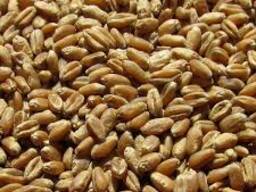 Куплю зерно