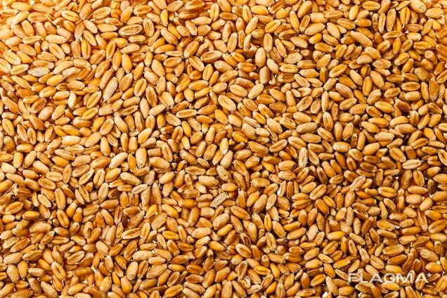 Куплю зерно несколько тонн или что нибудь из кормов овес ячмень