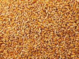 Куплю зерно несколько тонн или что нибудь из кормов овес ячмень