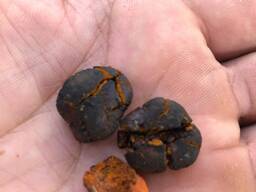 Куплю Желчные камни коровы