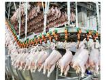 Курица и куриные продукты (ОПТ) - photo 2