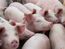 Купим живых свиней